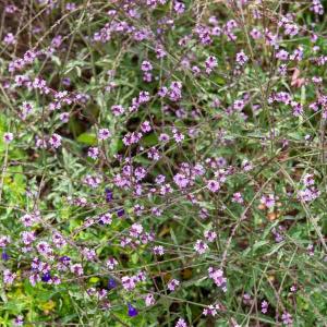 Verveine Officinale